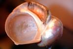 snail shell, AALV01P10_05