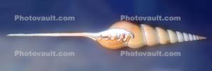 Shinbone Tibia, Panorama, (Tibia fusus), Stromboidea, Strombidae, conch, apertural view of the shell, AALV01P11_02B