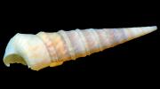 Sea Snail Shell, (Turritella anactor), Cerithioidea, Turritellidae, Turritellinae, AALV01P11_04