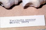 Sea Snail Shell, (Turritella anactor), Cerithioidea, Turritellidae, Turritellinae, AALV01P11_05