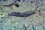 Sea Cucumber, Slugs, Trepang, Fiji