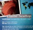 Flame Scallop, rough fileclam, (Lima scabra), Limoida, Limidae, Bysal Threads, Pteriomorphia