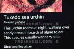 Tuxedo Sea Urchin, Mespilia globulus, AAMD01_016