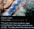 Giant Clam, (Tridacna crocea), Veneroida, Tridacnidae, AAMD01_019