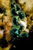 Giant Clam, (Tridacna crocea), Veneroida, Tridacnidae