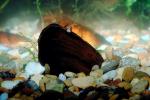 Freshwater Mussel, AAMV01P01_08.4096