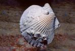 scallop shell, AAMV01P01_17.2564