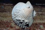 scallop shell, AAMV01P01_17.2564