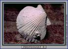 scallop shell, AAMV01P01_17B