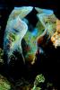 Giant Clam, (Tridacna gigas), Heterodonta, Euheterodonta, Cardioidea, Tridacninae, AAMV01P01_18.4096