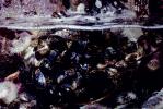 California Mussel, AAMV01P02_03