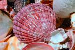 Scallop Shell, AAMV01P02_19.4096