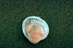 Scallop shell, sand, beach, AAMV01P03_05.4096