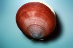 clam, Pareidolia, sad face, Sun and Moon scallop, (Amusium pleuronectes), AAMV01P03_11