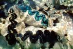 Giant Scaly Clam, Heron Island, Island, AAMV01P04_04