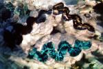 Giant Scaly Clam, Heron Island, Australia