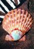 Scallop Shell, Texture, Background, AAMV01P04_06