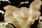 Giant Clam, AAMV01P05_19