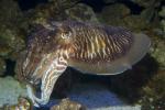 European Cuttlefish, (Sepia officinalis), Sepiida, Sepiidae, AAND01_005