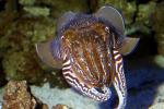 European Cuttlefish, (Sepia officinalis), Sepiida, Sepiidae