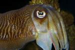 European Cuttlefish, (Sepia officinalis), Sepiida, Sepiidae, AAND01_011