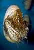 Chambered Nautilus, (Nautilus pompilius), Nautilida, Nautilidae