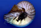 Chambered Nautilus, (Nautilus pompilius), Nautilida, Nautilidae, AAND01_021