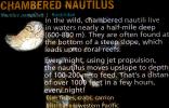 Chambered Nautilus, (Nautilus pompilius), Nautilida, Nautilidae, AAND01_025