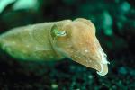 Common Cuttlefish Underwater