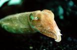 Common Cuttlefish Cute Face