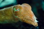 Common Cuttlefish, Eyes