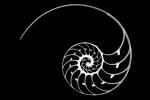 Nautilus Spiral, AANV01P01_13B