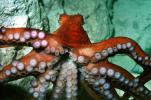 Giant Octopus, (Enteroctopus dofleini), Octopoda, Octopodidae, AANV01P01_14