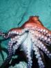 Giant Octopus, (Enteroctopus dofleini), Octopoda, Octopodidae, AANV01P01_15