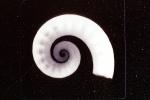 Seashell Spiral