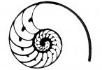 cutaway of a Nautilus Shell silhouette, shape, logo, AANV01P02_02.1707