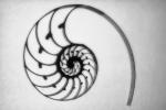 cutaway of a Nautilus Shell Spiral, AANV01P02_04.4096