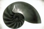 cutaway of a Nautilus Shell, AANV01P02_08.4096