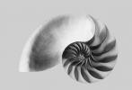 cutaway of a Nautilus Shell, AANV01P02_09