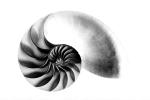 cutaway of a Nautilus Shell, AANV01P02_13.4096