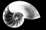 cutaway of a Nautilus Shell, AANV01P02_14.4096