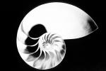 cutaway of a Nautilus Shell, AANV01P02_15