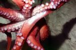 Giant Octopus, (Enteroctopus dofleini), Octopoda, Octopodidae, AANV01P03_01