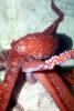 Giant Octopus, (Enteroctopus dofleini), Octopoda, Octopodidae, AANV01P03_02
