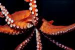 Giant Octopus, (Enteroctopus dofleini), Octopoda, Octopodidae, AANV01P03_03