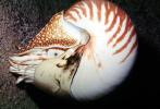 Chambered Nautilus, (Nautilus pompilius)