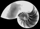 cutaway of a Nautilus Shell, AANV01P03_08
