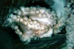 Octopus, suction cups