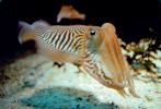 Common Cuttlefish, (Sepia officinalis), Sepiida, Sepiidae, AANV01P04_03