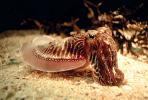 Common Cuttlefish, (Sepia officinalis), Sepiida, Sepiidae